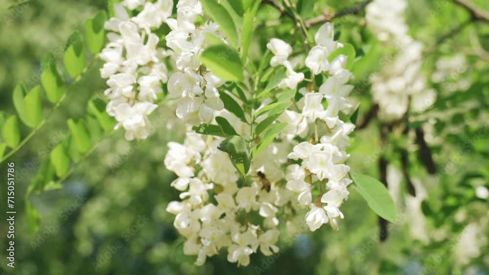 A bee collects nectar on a flowering acacia tree. Close-up. A bee collects nectar on a flowering acacia tree. Close-up.