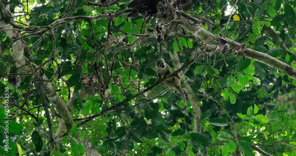 Squirrel Monkey is spotted on a high tree branch. Squirrel Monkey is spotted on a high tree branch.