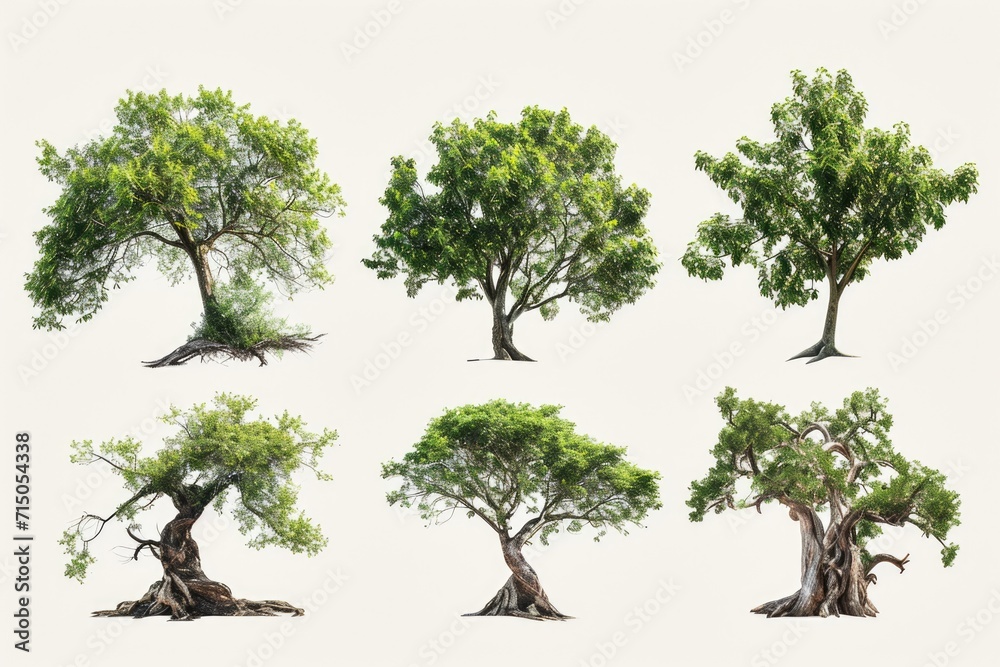 A collection of four distinct tree species. Versatile and suitable for various applications A collection of four distinct tree species. Versatile and suitable for various applications