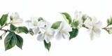 A branch of white flowers with green leaves. Perfect for nature and botanical-themed designs