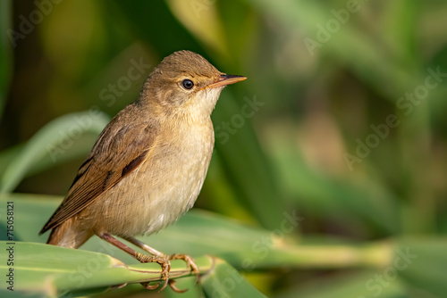 Common Reed Warbler photo