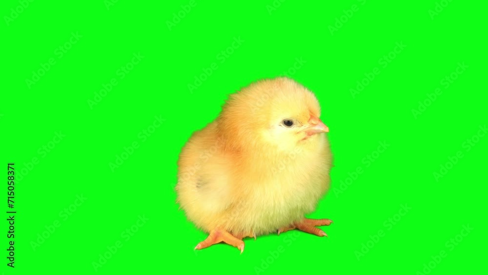 chick on a green background screen chick on a green background screen