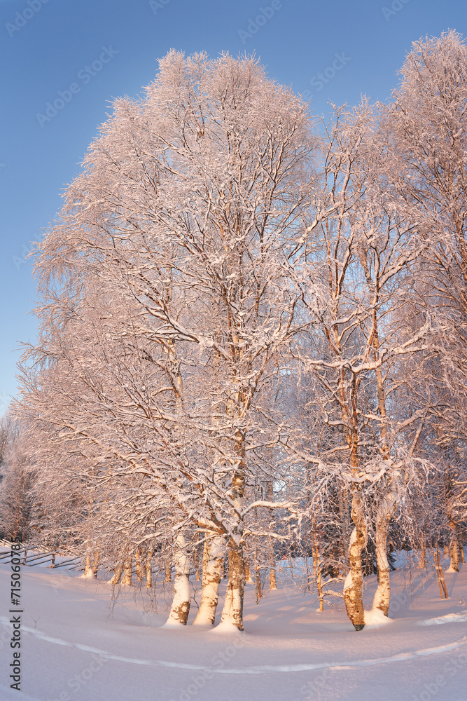 Winter landscape with a birch tree in the museum