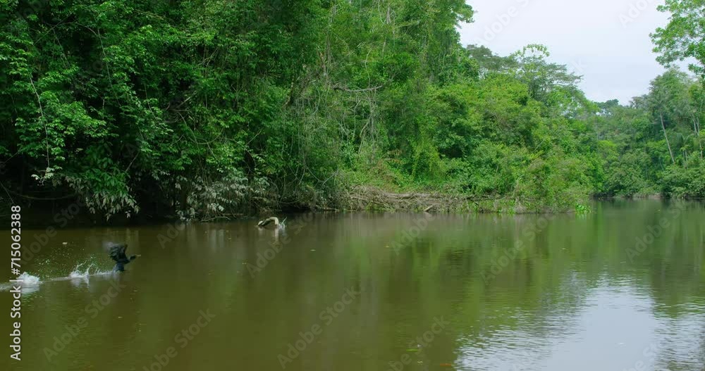 Cormorant diving on the surface of a river in an amazing scene. Cormorant diving on the surface of a river in an amazing scene.