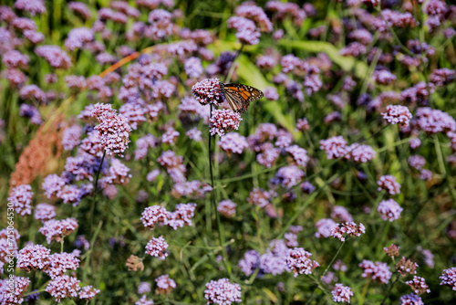 Monarch butterfly feeding on the rosy pink blossoms in the field of flowers.