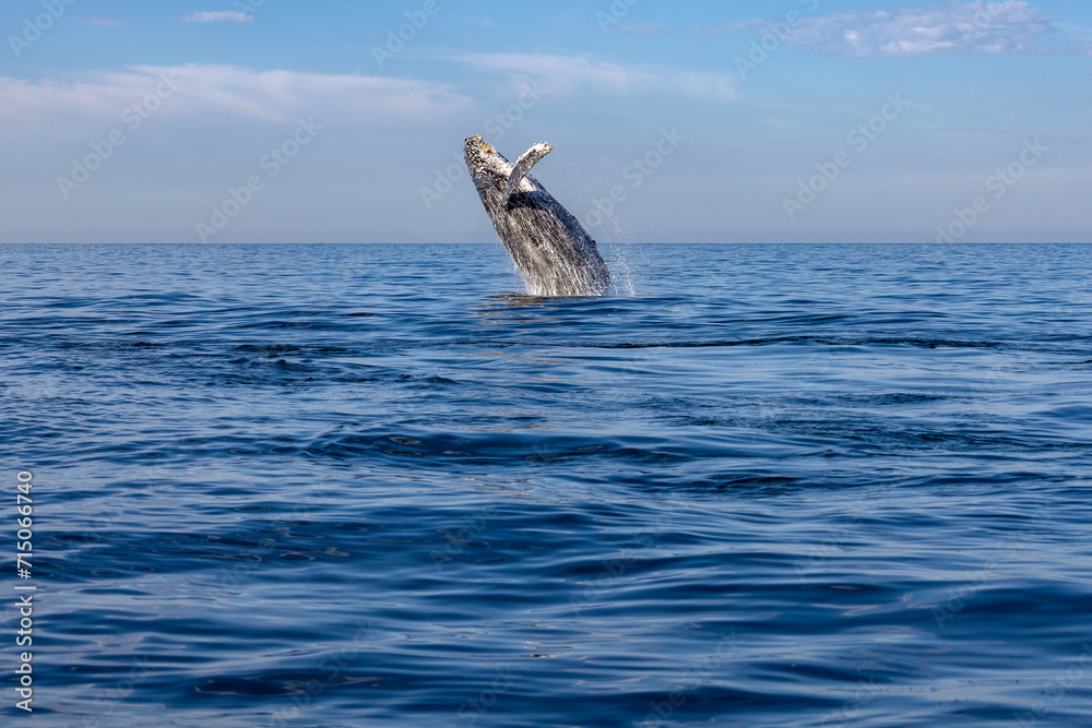 Fototapeta premium humpback whale breaching, Puerto Vallarta
