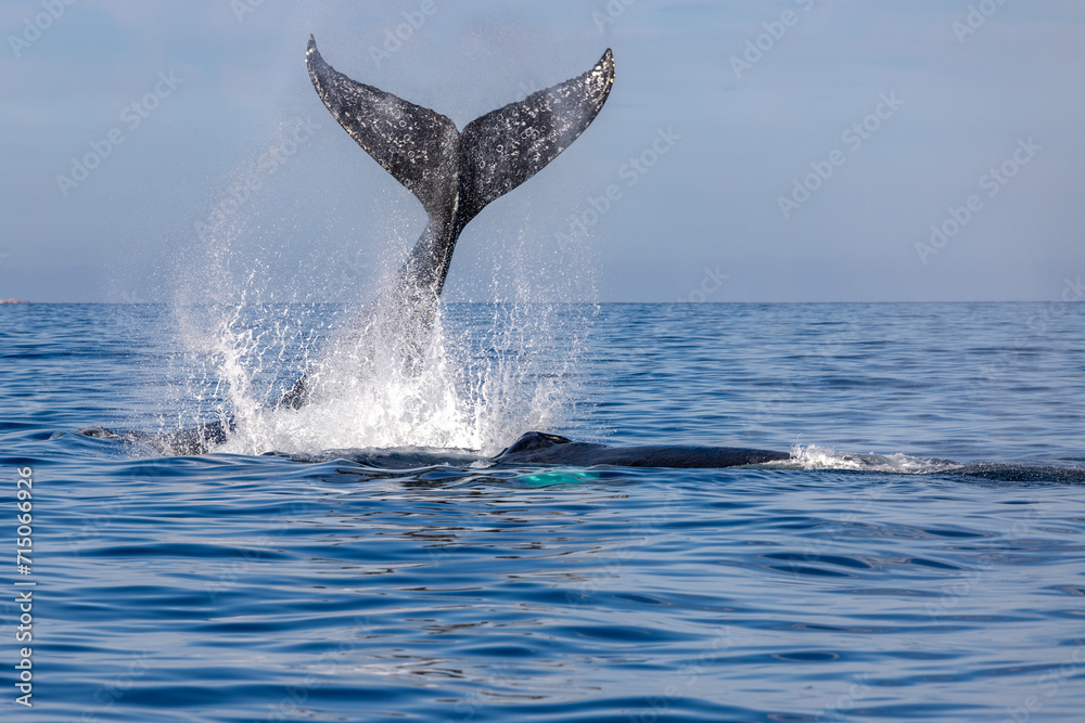 Fototapeta premium humpback whale, Puerto Vallarta, Mexico