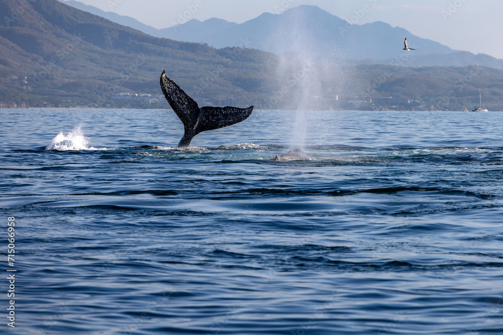 Fototapeta premium humpback whale, Puerto Vallarta, Mexico