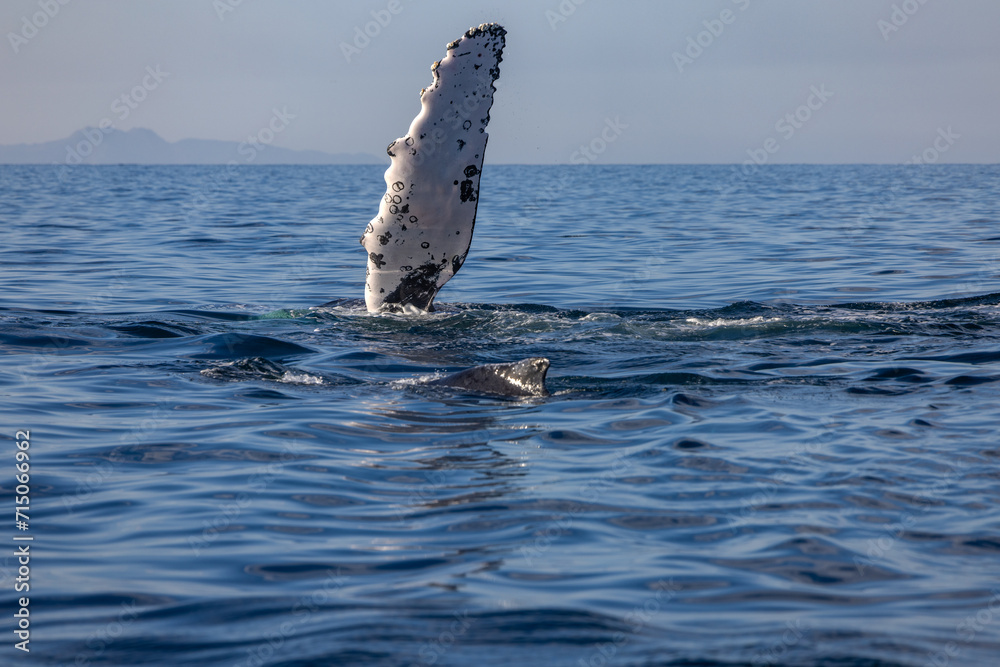 Fototapeta premium humpback whale, Puerto Vallarta, Mexico