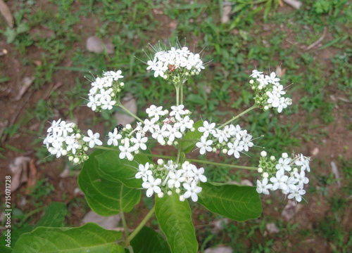 Clerodendrum polycephalum baker flower photo