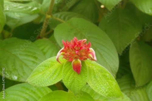 Mussaenda erythrophylla flower head