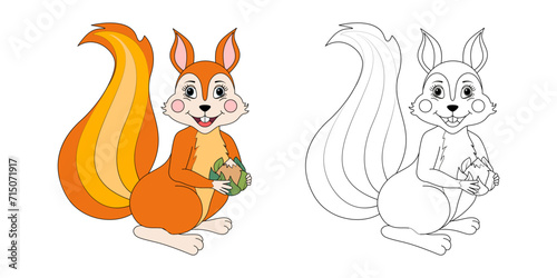 Squirrel line and color illustration. Cartoon vector illustration for coloring book.