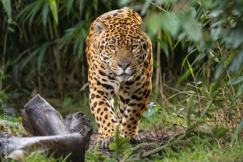 Jaguar on patrol