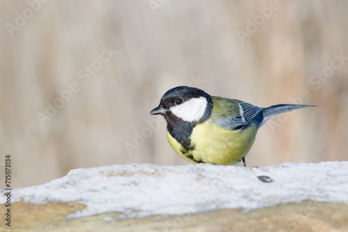 Parus major aka great tit is searching for food. Common bird in Czech republic nature. Winter bird feeding. photo