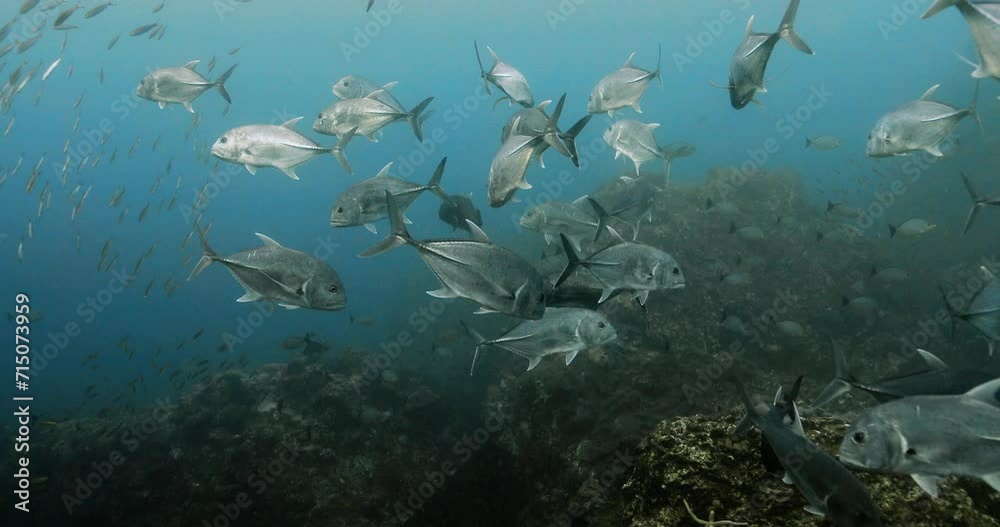 View of a school of bigeye trevally over seabed in the Andaman sea. View of a school of bigeye trevally over seabed in the Andaman sea.