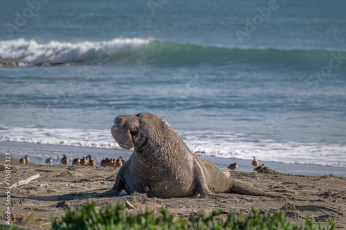 Point Reyes National Seashore, Elephant Seals return for pupping season.