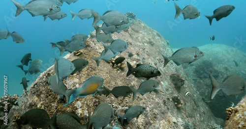 Parrotfish and other fishes shoaling in the sea. photo