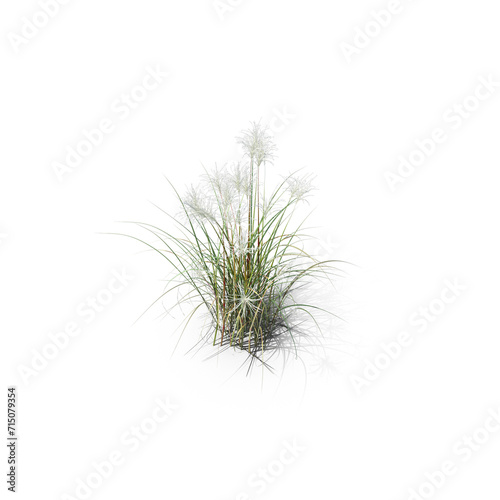 Amur Silver Grass PNG