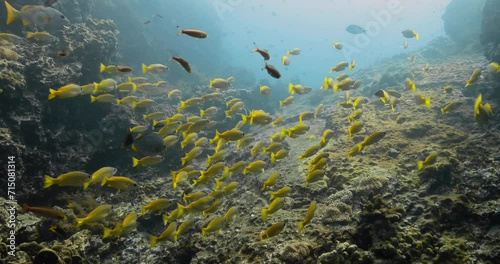 A shoal of bluestripped snapper fish aligned in the same direction.