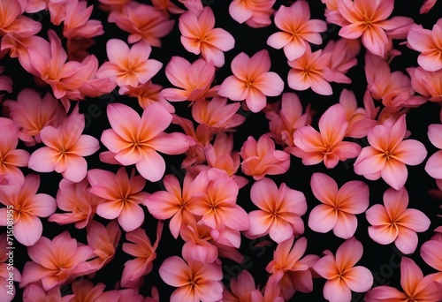 Pink and Orange Flowers on a Black Background