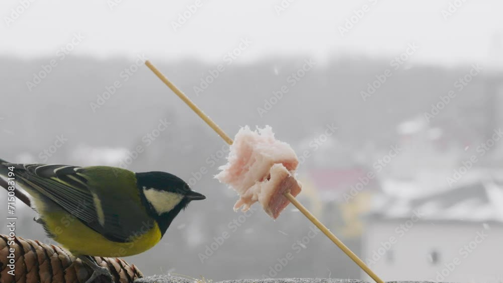 Great tit eats a piece of bacon and salo against the backdrop of a winter landscape. Great tit eats a piece of bacon and salo against the backdrop of a winter landscape.