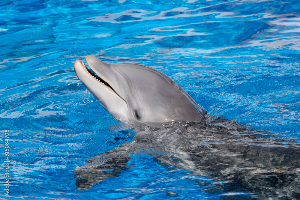 Naklejka premium An Atlantic Bottlenose Dolphin.
