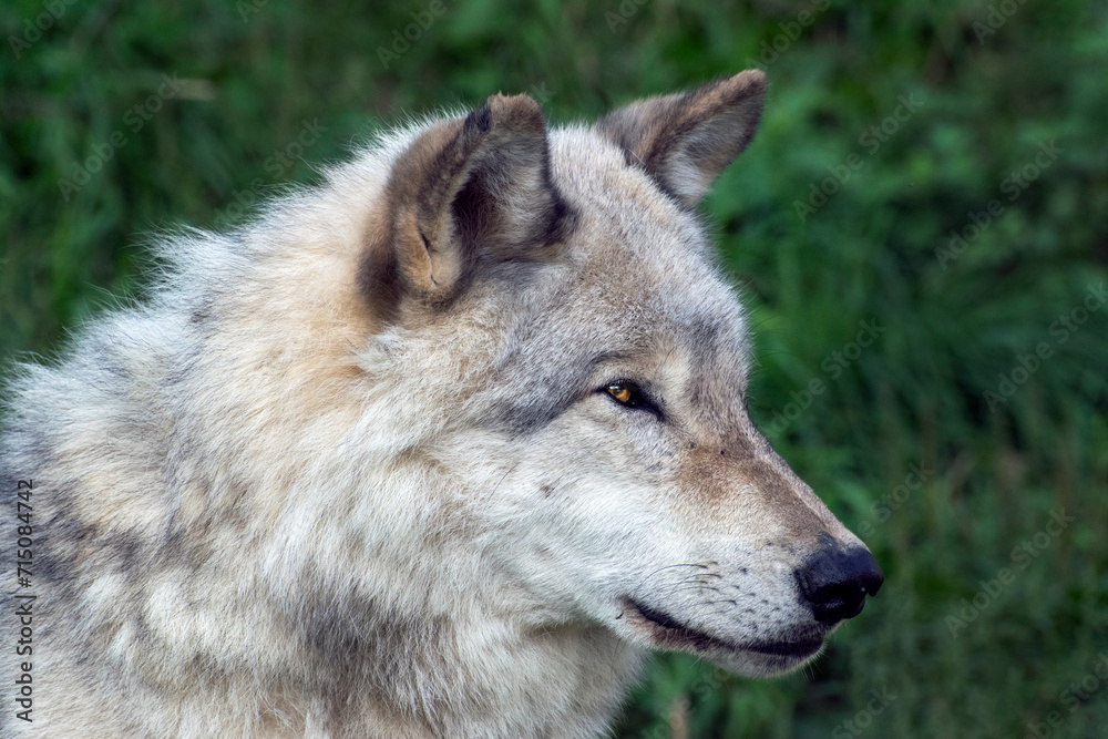 Fototapeta premium Portrait of a Timber Wolf.