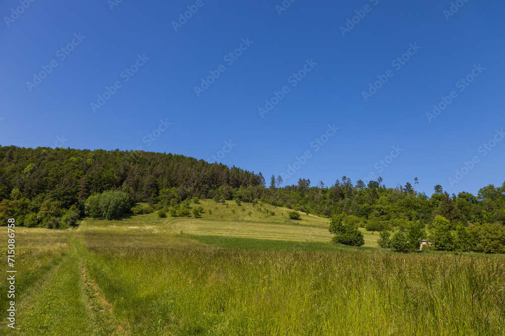 A meadow with tall green grass. In the background there is a forest and a blue sky.