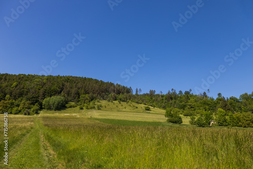 A meadow with tall green grass. In the background there is a forest and a blue sky.