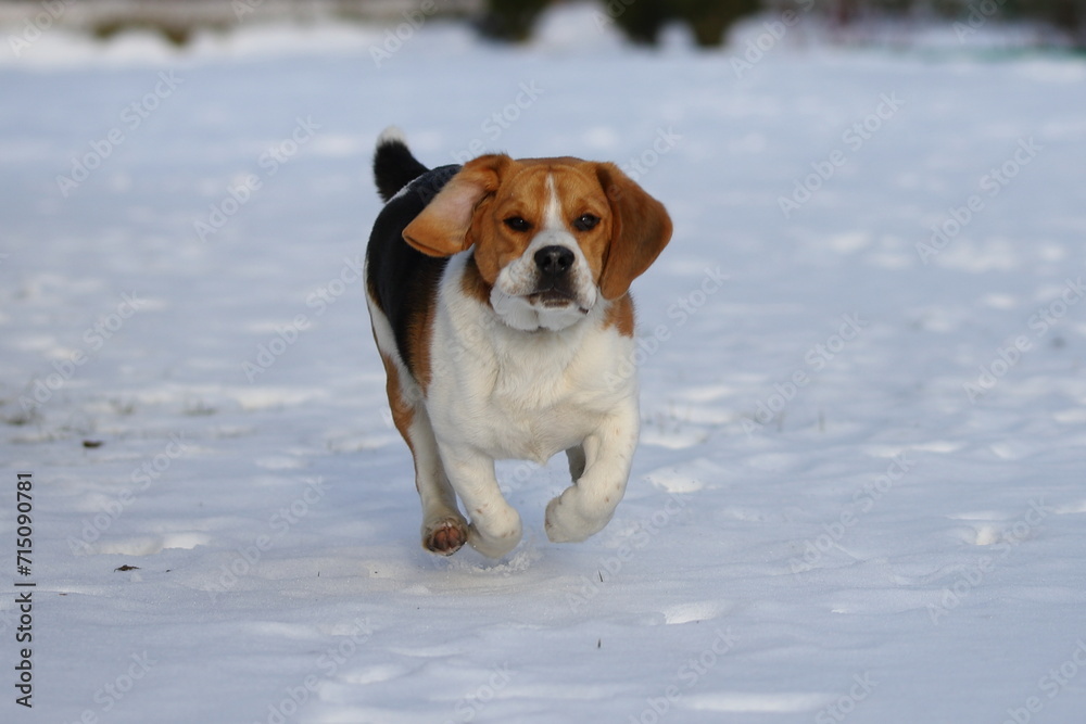 DOG beagle, snow, animal, mammal, winter, puppy, red, tricolor
