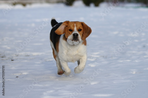 DOG beagle, snow, animal, mammal, winter, puppy, red, tricolor © Marcin