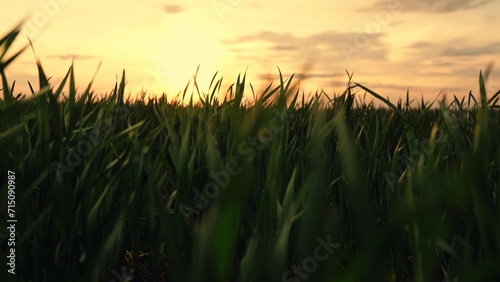 Camera movement through sprouts  Green wheat sprouts on field against sky. Seedlings of young shoots on field in spring. Concept of life  growing sprouts. Wheat cultivation  agribusiness. Vegetable
