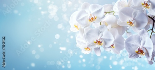 White orchids bouquet against sparkling blue background with bokeh. Banner with copy space. Ideal for poster  greeting card  event invitation  promotion  advertising  print  elegant design