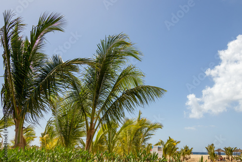 Palm trees blowing in the wind in Cape Verde