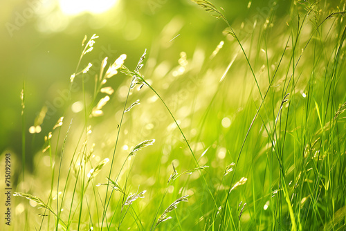 Green grass with sunlight and bokeh. Lush meadow with morning dew concept for design and print. Nature background with copy space 