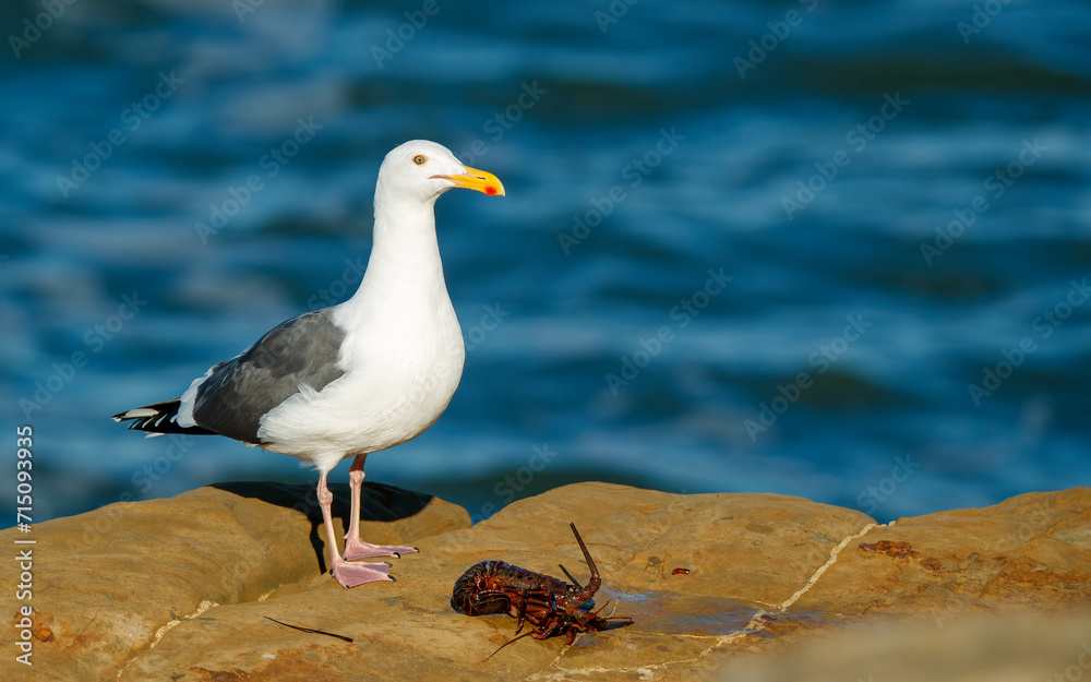 Obraz premium sea gull eating crawfish on rock