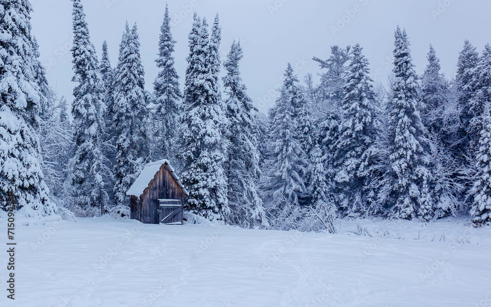 snowy forest shed in winter snowy forest shed in winter