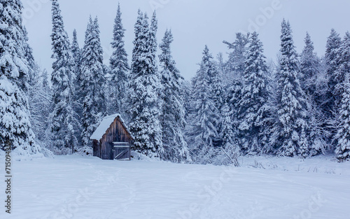 snowy forest shed in winter © Jen