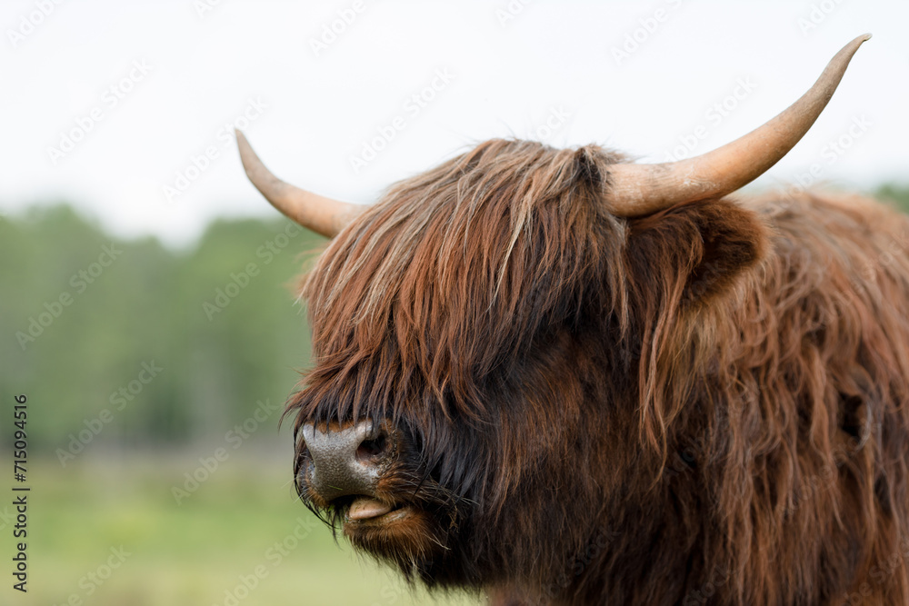 A majestic Scottish mountain bull in its natural habitat with a long wavy coat