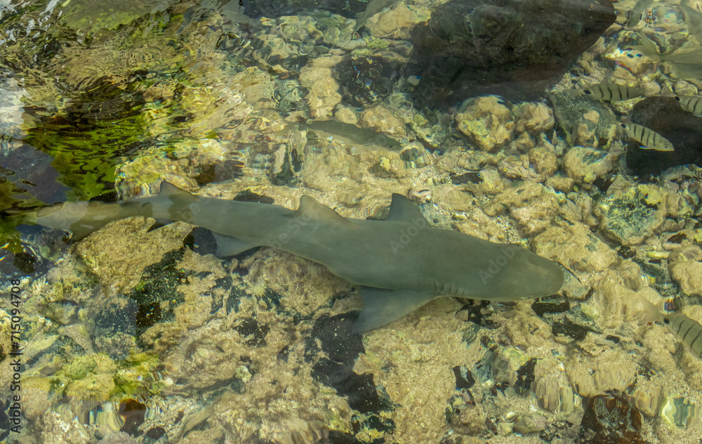 Fototapeta premium baby lemon sharks swimming in the water
