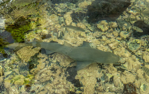 baby lemon sharks swimming in the water