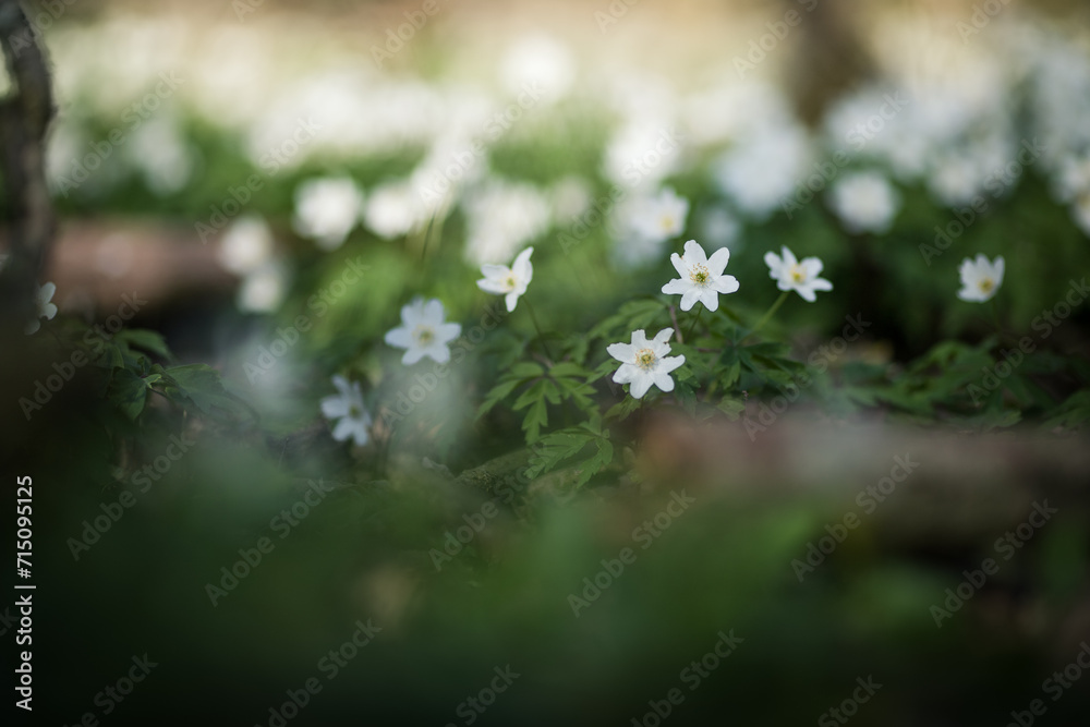 White spring flowers Anemone nemorosa blooms in sunlight. Blurred soft forest background