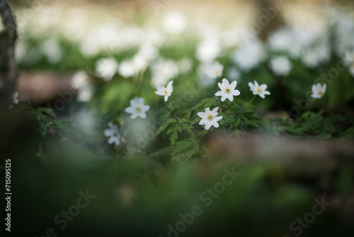 White spring flowers Anemone nemorosa blooms in sunlight. Blurred soft forest background