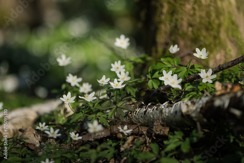 White spring flowers Anemone nemorosa blooms in the sunlight in the forest. Blurred forest floor in the background