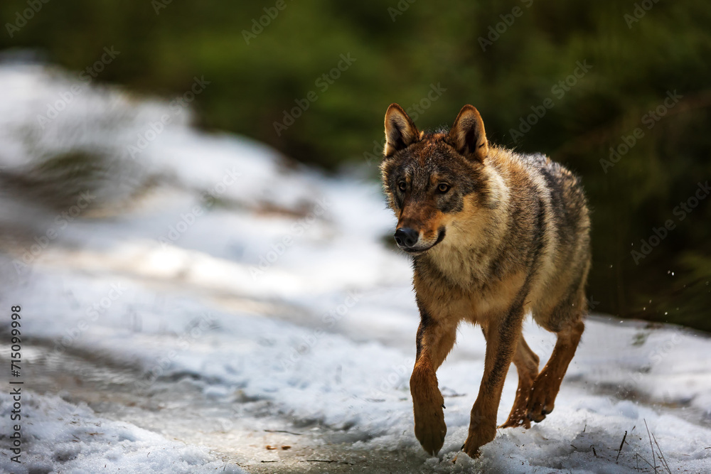 Naklejka premium Eurasian wolf (Canis lupus lupus) in the snow out of the woods