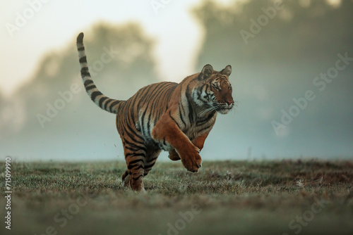 Siberian tiger (Panthera tigris tigris) with a little fog