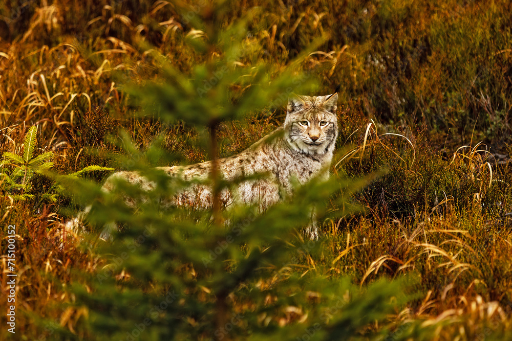 adult male Eurasian lynx (Lynx lynx) between the trees and the heather adult male Eurasian lynx (Lynx lynx) between the trees and the heather