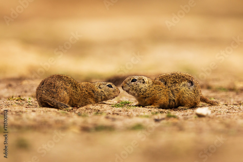 European ground squirrel (Spermophilus citellus) couple in the sand © michal