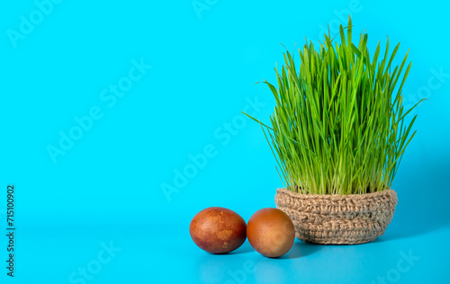 Green wheat sprouts for Nowruz holiday. Traditional celebration of vernal equinox. Persian, Iranian, Azerbaijan New Year photo