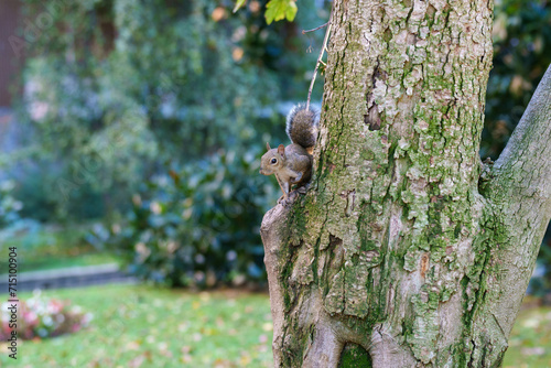 A squirrel of Milan, Italy